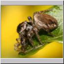 Evarcha falcata - Springspinne w02 8mm.jpg